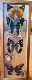 Glass Shadowbox Framed Butterfly Taxidermy - Urania Leilus, Japetus, Doleschallia, And More