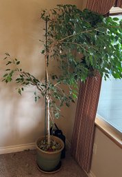 Live 80' Weeping Fig With Pottery Planter