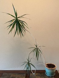 Live 50' Madagascar Dragon Tree In Pottery Planter