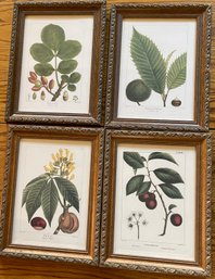 4 Vintage Framed Foliage Prints