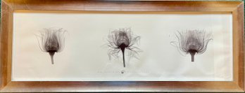 Bert Myers X-ray Photography Print In Silver Frame