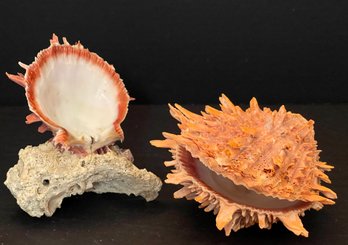 (2) Spiny Oyster Shells - One Complete & One With Coral Base