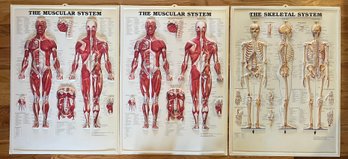 1997 Skeletal And Muscular System 3D Posters - Anatomical Chart Co.