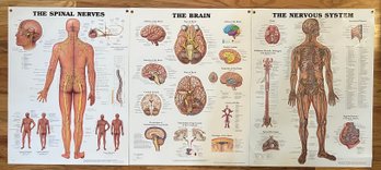 (3) Anatomical Chart Co. Laminated Posters - Brain, Spinal, And Nervous System