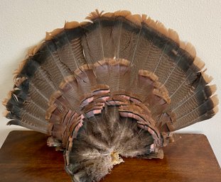 Taxidermy Turkey Feather Tail