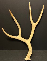 Small Antler