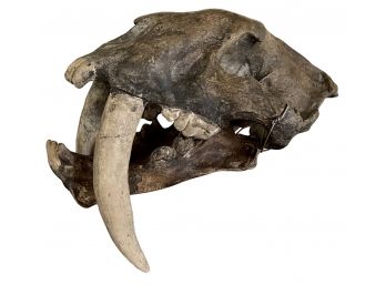 Rare Saber Tooth Tiger Head Smilodon La Brea Tar Pit's Mid 1970's Unauthenticated W Custom Solid Walnut Case