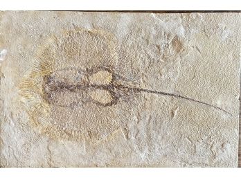 Stingray Fossil Green River Formation Lincoln County Wyoming 40 Million Years Old