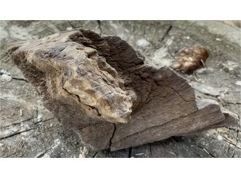 Piece Of Petrified Wood