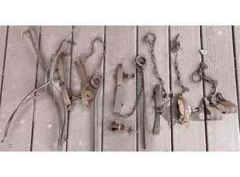 Primitive Steel And Antique Traps Of Assorted Sizes - Oneida Victor And More