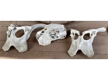 Vintage Bones And Skull With Teeth Intact