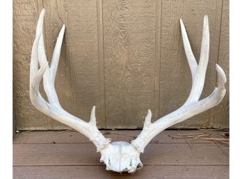 Vintage Deer Antlers With Partial Skull