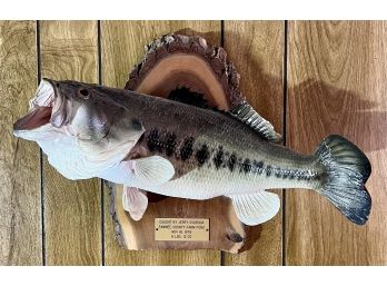 6lbs 12 Oz Taxidermy Bass November 16th 1979