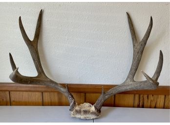 Pair Of Vintage Deer Antlers