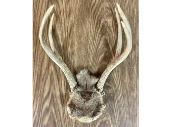 Small Pair Of Genuine Antlers