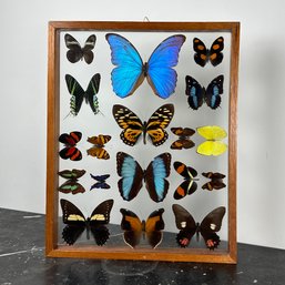 Collection Of Genuine Butterflies In Glass And Teak Shadow Box