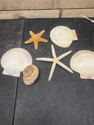 Seashells / Starfish (HB7)