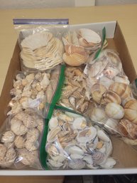 8 Bags Of Seashells