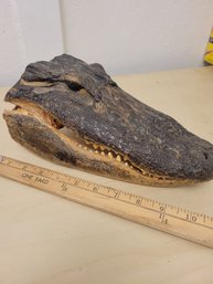 Alligator Head