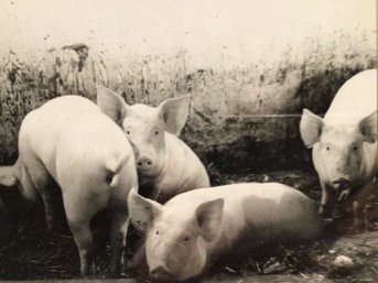 Sweet Piggies Photograph, Signed