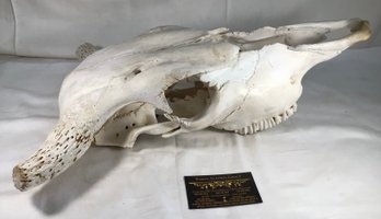 Bull Skull With Horns - 18 In Length, 15 In Width