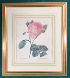 Lithograph - Rosa Centifolia, Signed, By P.J. Redoute 119 - 16 In X 18 In. Nicely Framed
