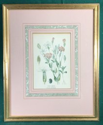 Lithograph - Rose Campion Flower Print, (Lychnis Coronaria) - 13 3/4 In X 16 3/4 In, Ready To Hang