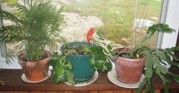Live House Plants - Need A Good Home!
