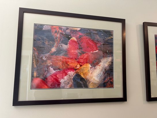 Fish Photo Matted And Framed Behind Glass