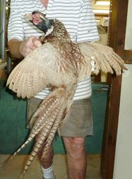 Vintage Pheasant Game Bird, Taxidermy