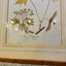 Framed Vintage Botanical Print (BSMT)