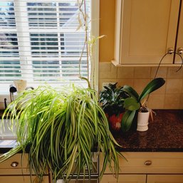 Assortment Of Live Houseplants (Kitchen)