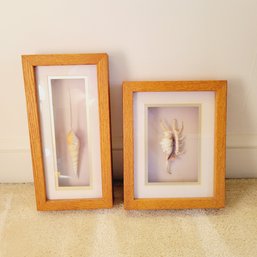 Set Of 2 Framed Sea Shells (shelf)