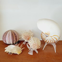 Collection Of Sea Shells On Stands (Upstairs Den)
