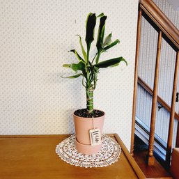 Potted Plant (Dining Room)