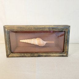 Vintage Sea Shell Framed