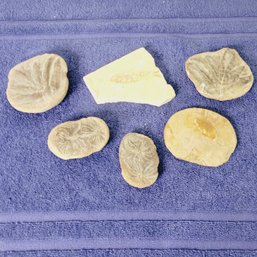 Stone Fossils