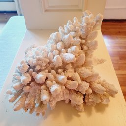 Rare Piece Of Natural White Coral (Living Room)