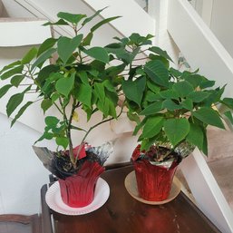 Set Of 2 Live Plants (Room 1)