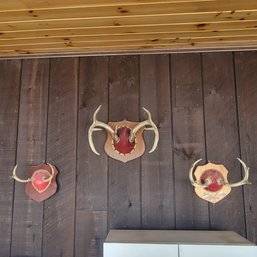Set Of 3 Wall Mounted Antlers (Sunroom)