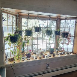 Huge Window Lot Includes Plants And Everything On Window Sill (Dining Room)