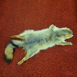 Small Grey Fox Animal Pelt Missing 1 Front Paw (Bsmt)