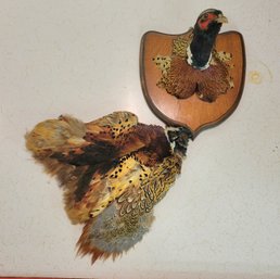 Ring-necked Pheasant Bust And Pelt (Bsmt)