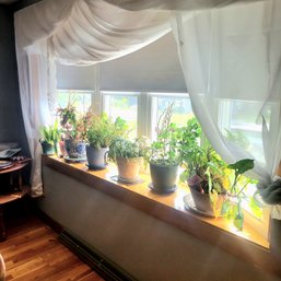 All Plants In Window (Dining Room)