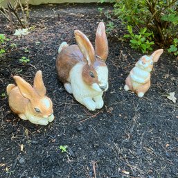 Cute Outdoor Bunny Family - In Need Of Ear Rehabilitation (outside)