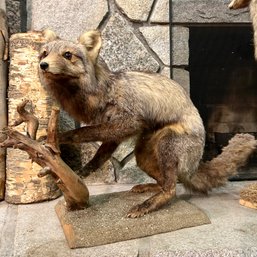 Taxidermy: Grey Fox (BSMT)