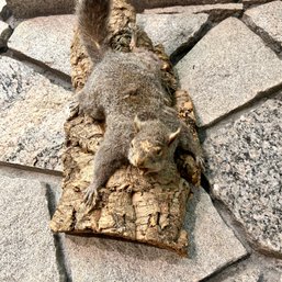Taxidermy: Gray Squirrel On Log (BSMT)
