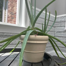 Aloe Plant In Ceramic Pot (porch)