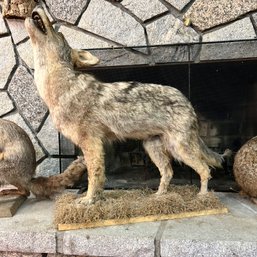 Taxidermy: Coyote (BSMT)