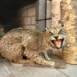 Taxidermy: Bobcat (57666)(BSMT)